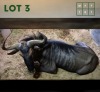 1X Bluewildebeest M:1