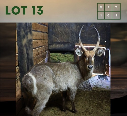 1X Waterbuck M:1