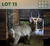 1X Waterbuck M:1