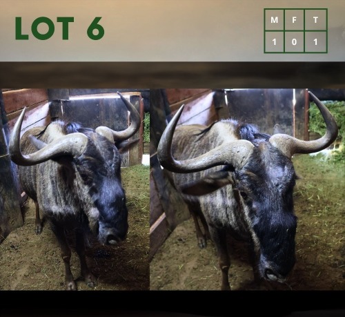 1X Bluewildebeest M:1