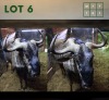 1X Bluewildebeest M:1
