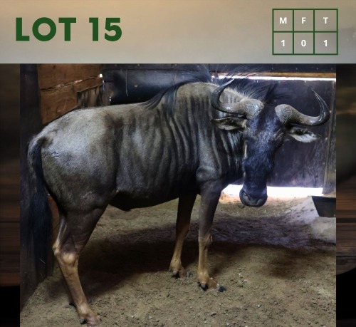 1X Bluewildebeest M:1