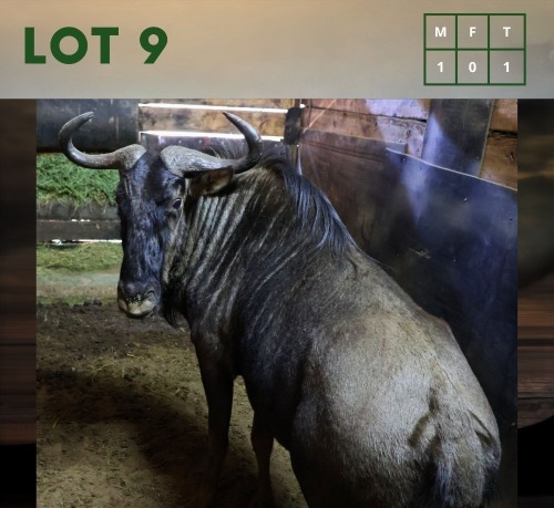 1X Bluewildebeest M:1