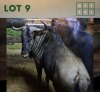 1X Bluewildebeest M:1