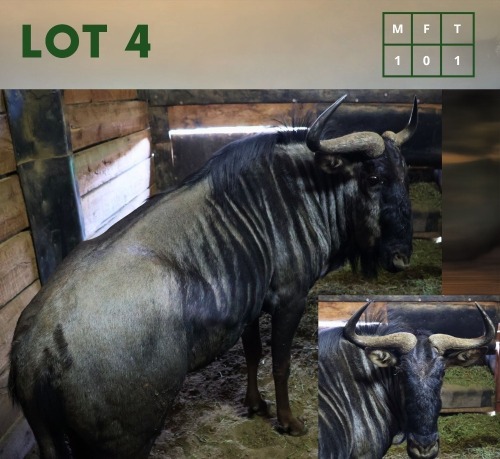 1X Bluewildebeest M:1