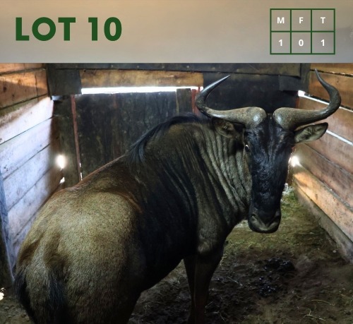 1X Bluewildebeest M:1