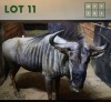 1X Bluewildebeest M:1