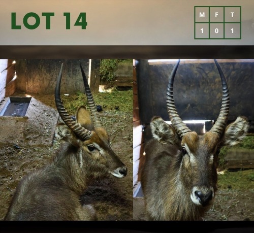 1X Waterbuck M:1