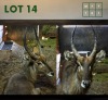1X Waterbuck M:1