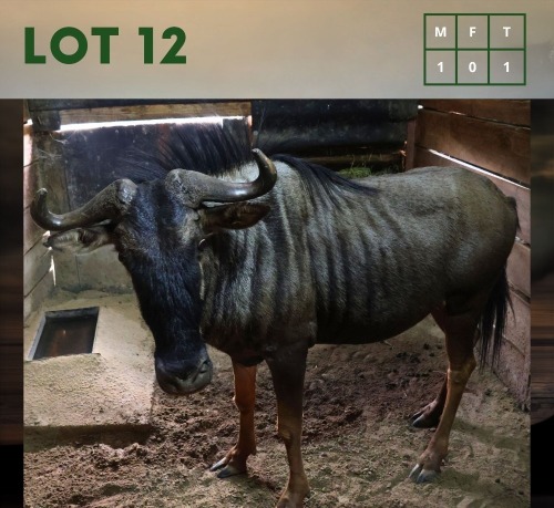 1X Bluewildebeest M:1