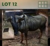 1X Bluewildebeest M:1