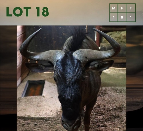 1X Bluewildebeest M:1