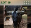 1X Bluewildebeest M:1