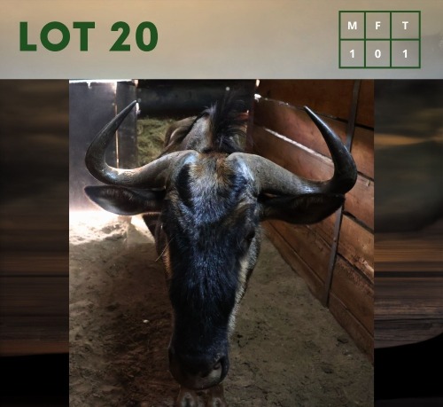 1X Bluewildebeest M:1