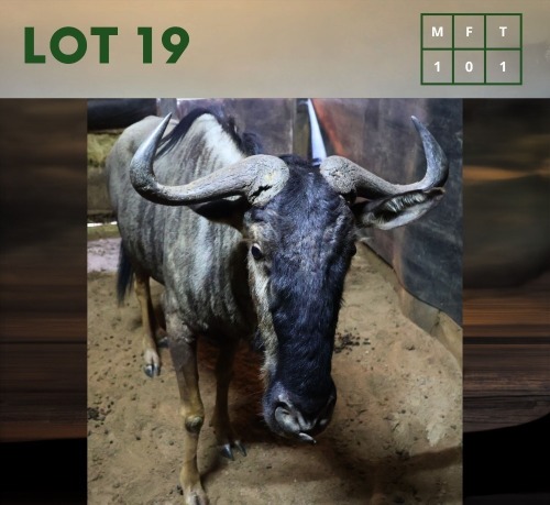 1X Bluewildebeest M:1
