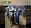 1X Bluewildebeest M:1