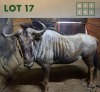1X Bluewildebeest M:1