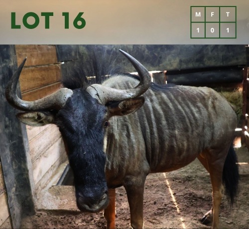 1X Bluewildebeest M:1
