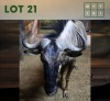 1X Bluewildebeest M:1