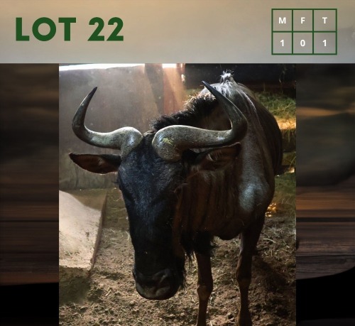1X Bluewildebeest M:1