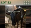 1X Bluewildebeest M:1