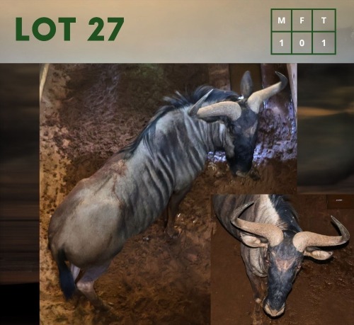 1X Bluewildebeest M:1