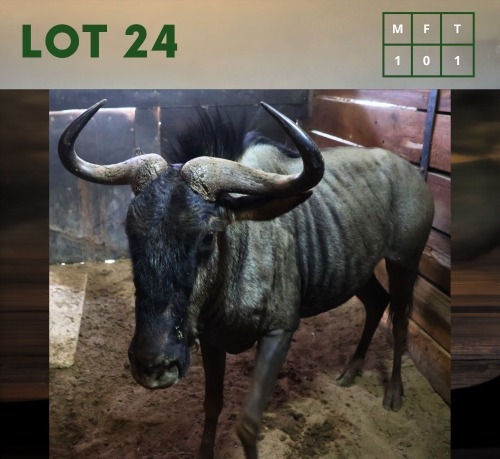 1X Bluewildebeest M:1
