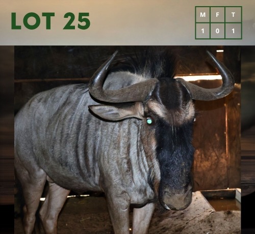 1X Bluewildebeest M:1