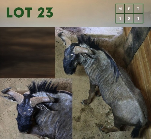 1X Bluewildebeest M:1