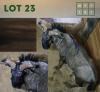 1X Bluewildebeest M:1