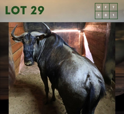 1X Bluewildebeest M:1