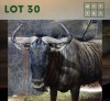 1X Bluewildebeest M:1