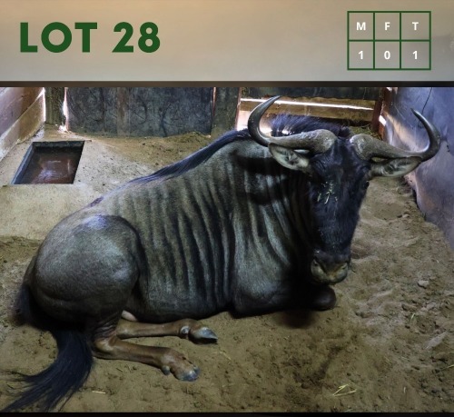 1X Bluewildebeest M:1