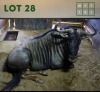 1X Bluewildebeest M:1