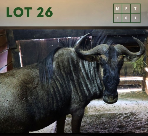 1X Bluewildebeest M:1