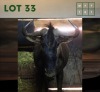 1X Bluewildebeest M:1