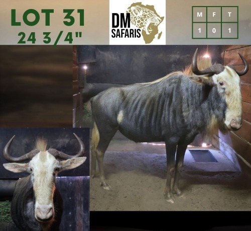 1X Kings Wildebeest M:1