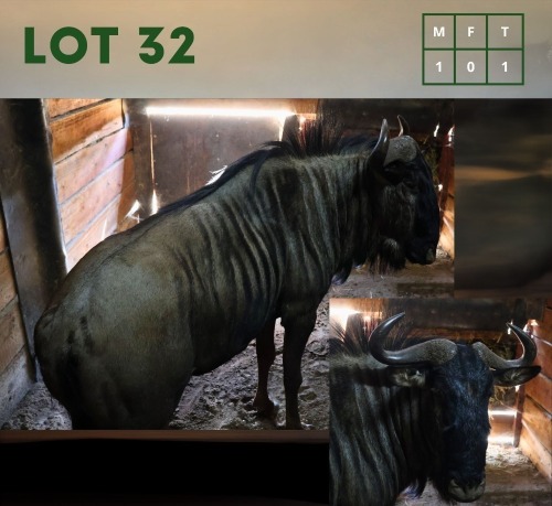 1X Bluewildebeest M:1