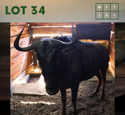 1X Bluewildebeest M:1