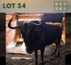 1X Bluewildebeest M:1