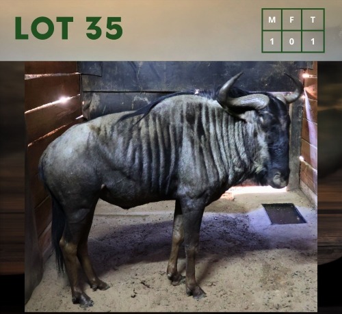 1X Bluewildebeest M:1