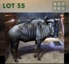 1X Bluewildebeest M:1