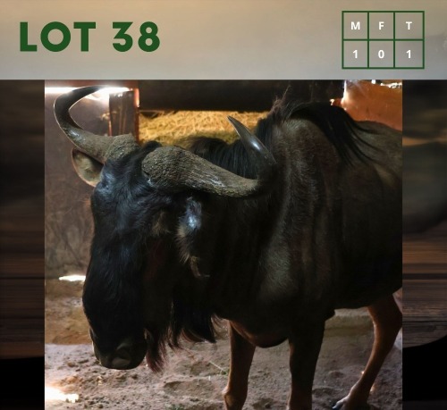 1X Bluewildebeest M:1