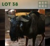 1X Bluewildebeest M:1