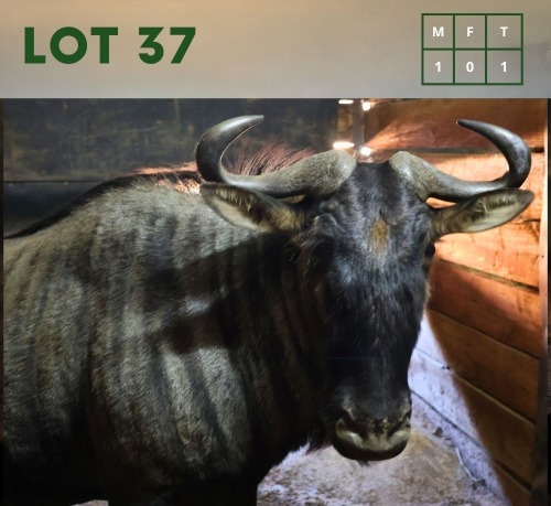 1X Bluewildebeest M:1
