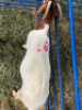 LOT 40 1X OOI/EWE BOERBOK Neville - 2