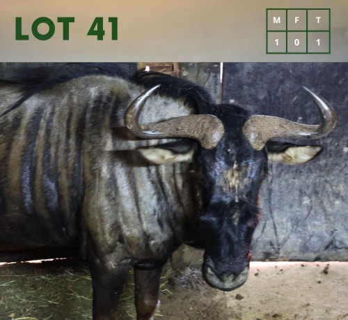 1X Bluewildebeest M:1