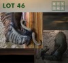 1X Bluewildebeest M:1