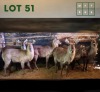 6X Waterbuck V/F:6 (Per Piece to take the lot/Per stuk om lot te neem)