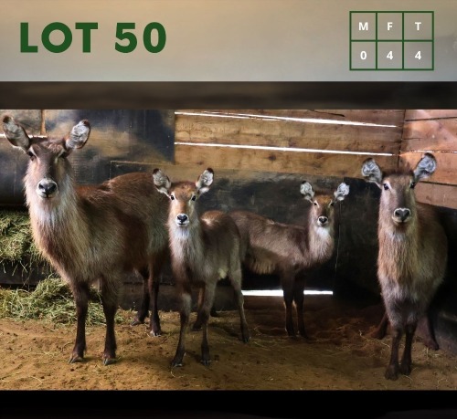 4X Waterbuck V/F:4 (Per Piece to take the lot/Per stuk om lot te neem)